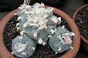 LOPHOPHORA WILLIAMSII_2.jpg